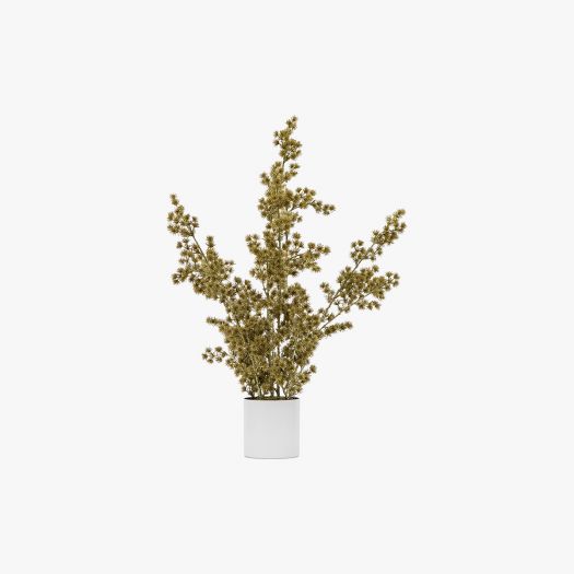 Gathered Potted Cedar in Gold