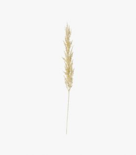 Lazni Pampas Grass Stem, Set of Three